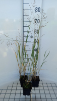 Panicum virgatum 'Heavy Metal'   Vingergras   pot 9x9 cm