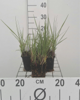 Panicum virgatum 'Northwind'   pot 9x9 cm  
