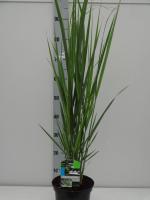 Panicum virgatum 'Northwind'   pot 3L  