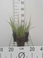 Panicum virgatum 'Prairie Sky'   pot 9x9 cm