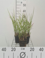 Panicum virgatum 'Rotstrahlbusch'   pot 9x9 cm  
