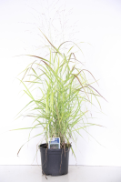 Panicum virgatum 'Rotstrahlbusch'   pot 3L