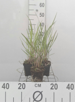 Panicum virgatum 'Squaw'   pot 9x9 cm