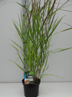 Panicum virgatum 'Squaw'   pot 3L