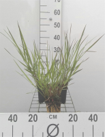 Panicum virgatum 'Warrior'   pot 9x9 cm