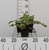 Persicaria amplexicaulis 'Alba'   pot 9x9 cm  