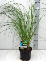 Pennisetum alopecuroides 'Black Beauty'   pot 3L  