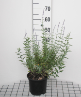 Perovskia 'Blue Spire'   pot   30 40 cm