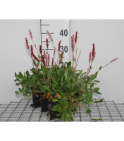 Persicaria affinis 'Darjeeling Red'   pot 9x9 cm