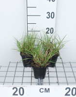 Pennisetum alopecuroides 'Gelbstiel'   pot 9x9 cm