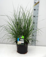 Pennisetum alopecuroides 'Gelbstiel'   pot 3L