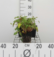 Persicaria amplexicaulis 'Inverleith'   pot 9x9 cm