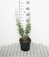 Perovskia atriplicifolia 'Lisslitt' (Lacey Blue)   pot   30 40 cm