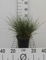 Pennisetum alopecuroides 'Little Bunny'   pot 1,5L  