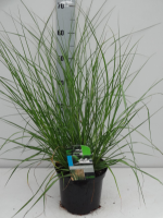 Pennisetum alopecuroides   pot 3L