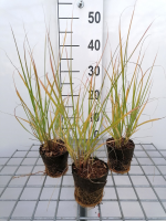 Pennisetum alopecuroides   biopot diameter 8 cm
