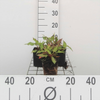 Persicaria amplexicaulis 'Orangofield' (Orange Field)   pot 9x9 cm