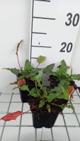 Persicaria amplexicaulis 'Pink Elephant'   pot 9x9 cm  