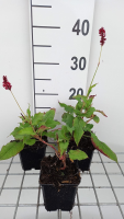 Persicaria amplexicaulis 'Red Baron'   pot 9x9 cm  