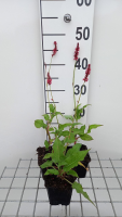 Persicaria amplexicaulis 'Speciosa'   pot 9x9 cm  
