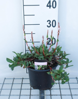 Persicaria affinis 'Superba'   pot 2L