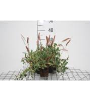 Persicaria affinis 'Superba'   pot 9x9 cm  