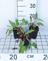 Persicaria amplexicaulis 'Blotau' (Taurus)   pot 9x9 cm  