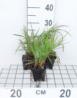 Pennisetum alopecuroides f. Viridescens   pot 9x9 cm  