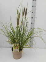 Pennisetum alopecuroides f. Viridescens   pot 3L  