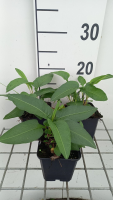 Persicaria bistorta   Adderwortel   pot 9x9 cm  