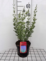 Perovskia atriplicifolia 'Little Spire'   pot   30 40 cm (Russische salie)  