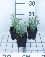 Perovskia atriplicifolia 'Little Spire'   pot 9x9 cm (Russische salie)  