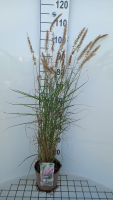 Pennisetum 'Karley Rose'   pot 3L  