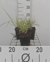 Pennisetum orientale   pot 9x9 cm
