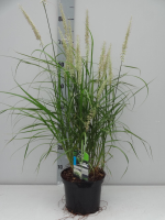Pennisetum orientale   pot 3L  