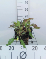 Persicaria amplexicaulis 'Dark Red'   pot 9x9 cm