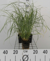 Pennisetum villosum   pot 9x9 cm  