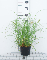 Pennisetum villosum   pot 3L  