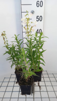 Penstemon 'White Bedder'   pot 9x9 cm