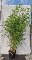 Phyllostachys aureosulcata 'Aureocaulis'   pot 10L   125 150 cm