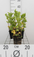 Physalis alkekengi var. Franchetii   pot 9x9 cm  