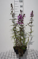 Phlox 'Amethyst'   pot 9x9 cm