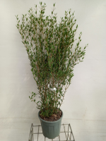 Phillyrea angustifolia   pot 10L   80 100 cm