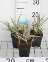 Phalaris arundinacea 'Picta'   pot 9x9 cm