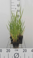 Phalaris arundinacea   pot 9x9 cm