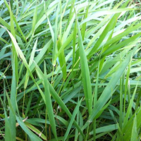 Phalaris arundinacea   biopot diameter 7 cm