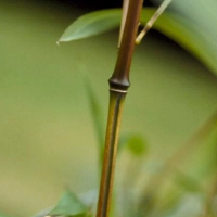Phyllostachys aureosulcata 'Spectabilis'   pot 10L   125 150 cm