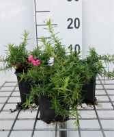 Phlox 'Atropurpurea'   pot 9x9 cm  