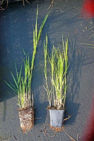 Phragmites australis   pot 9x9 cm  