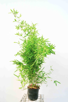Phyllostachys bissetii   pot 10L   125 150 cm